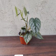 Load image into Gallery viewer, #119 Philodendron Brandtianum