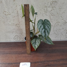 Load image into Gallery viewer, #119 Philodendron Brandtianum