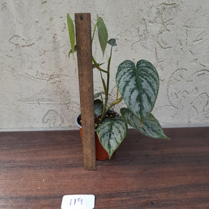 #119 Philodendron Brandtianum