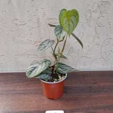 Load image into Gallery viewer, #119 Philodendron Brandtianum