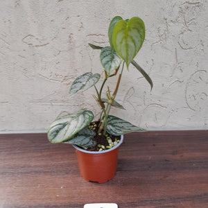 #119 Philodendron Brandtianum