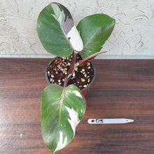 Load image into Gallery viewer, #D5 Philodendron White Knight