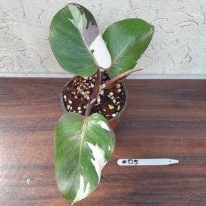 #D5 Philodendron White Knight