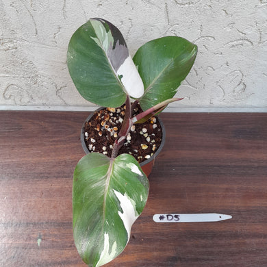 #D5 Philodendron White Knight