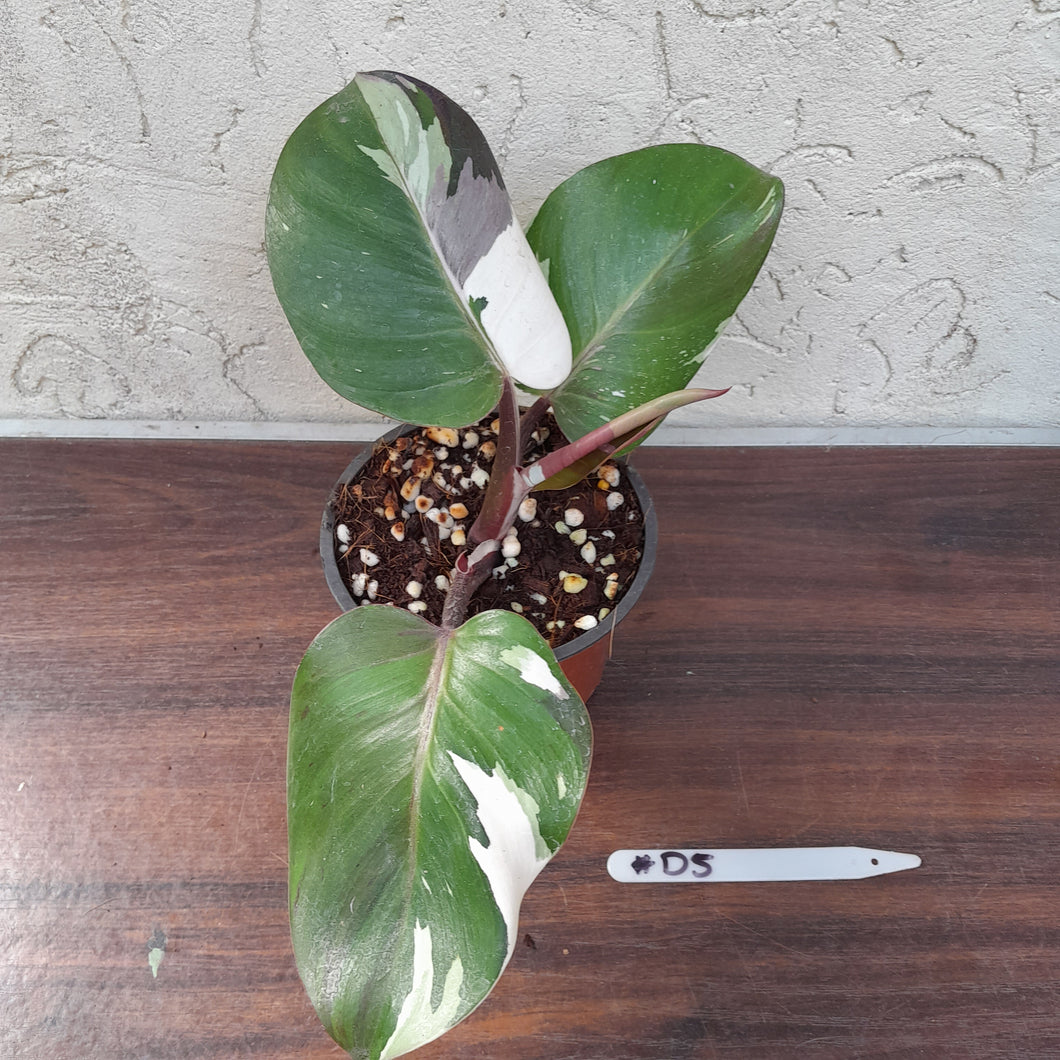 #D5 Philodendron White Knight