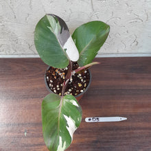 Load image into Gallery viewer, #D5 Philodendron White Knight