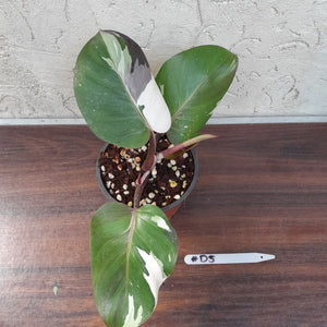 #D5 Philodendron White Knight