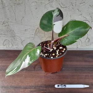 #D5 Philodendron White Knight