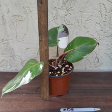 Load image into Gallery viewer, #D5 Philodendron White Knight