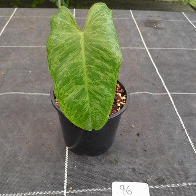 #96 Philodendron Paraiso Verde