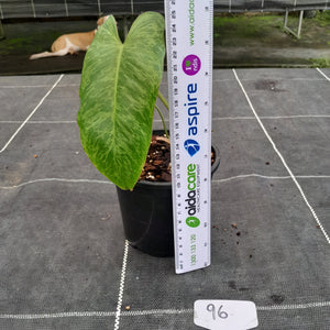 #96 Philodendron Paraiso Verde
