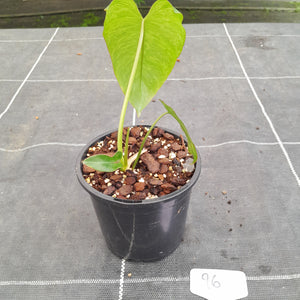 #96 Philodendron Paraiso Verde