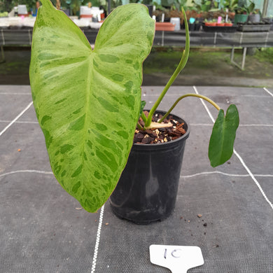 #10 Philodendron Paraiso Verde