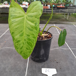 #10 Philodendron Paraiso Verde