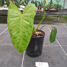 Load image into Gallery viewer, #10 Philodendron Paraiso Verde