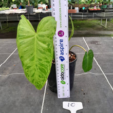 Load image into Gallery viewer, #10 Philodendron Paraiso Verde