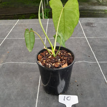Load image into Gallery viewer, #10 Philodendron Paraiso Verde
