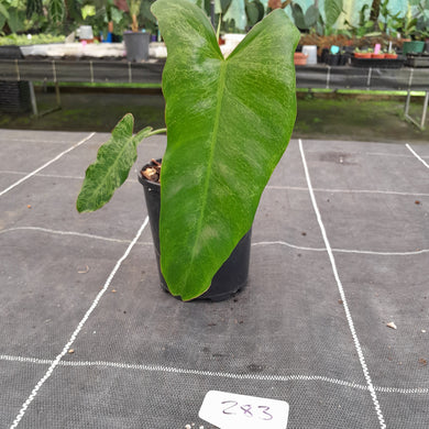 #283 Philodendron Paraiso Verde