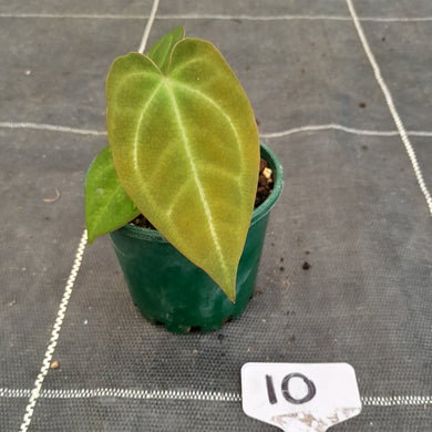 #10 Anthurium NOID