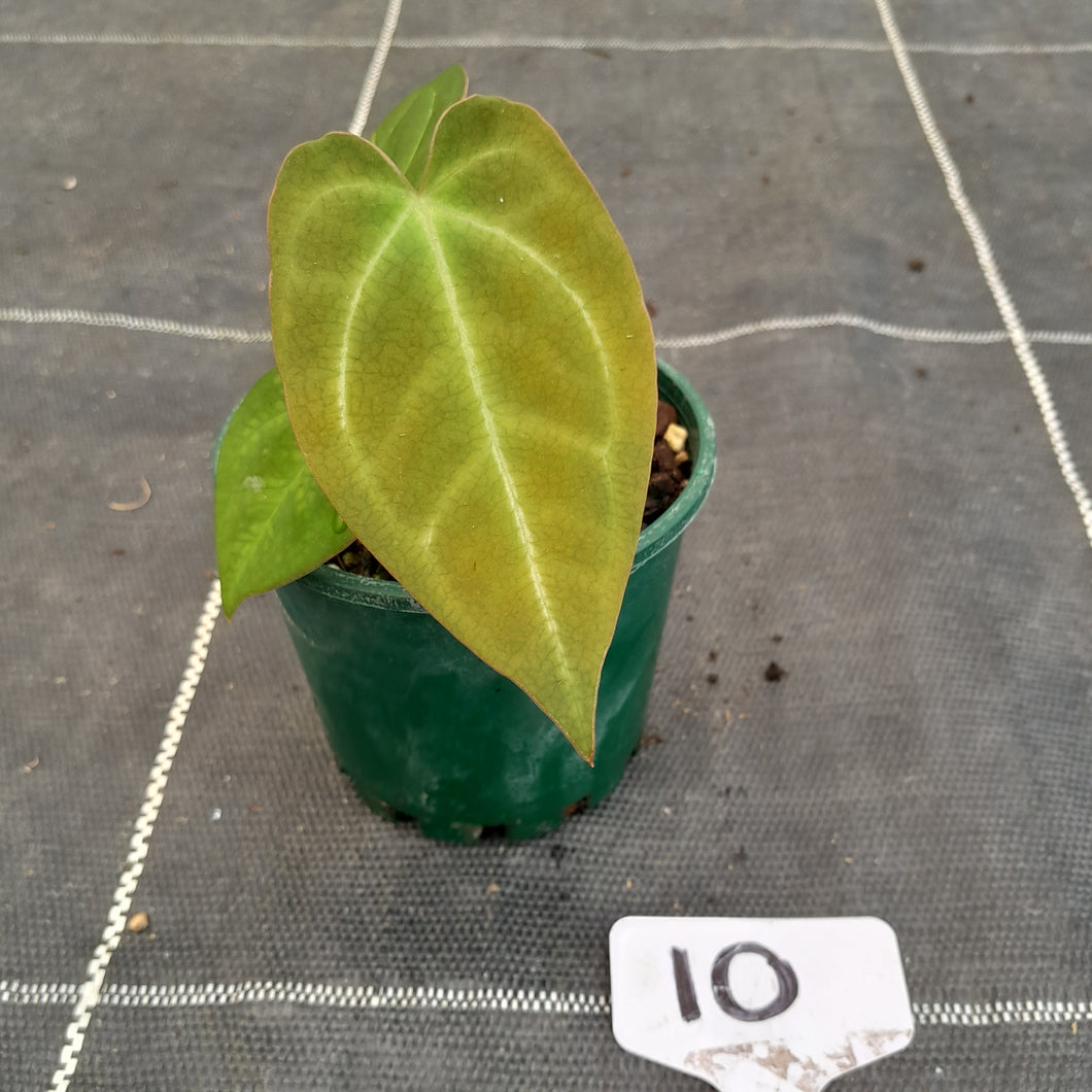#10 Anthurium NOID