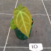 Load image into Gallery viewer, #10 Anthurium NOID