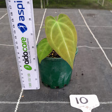Load image into Gallery viewer, #10 Anthurium NOID