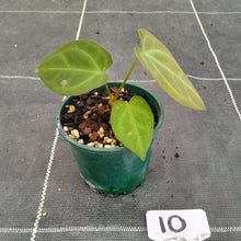 Load image into Gallery viewer, #10 Anthurium NOID