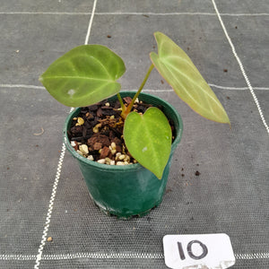 #10 Anthurium NOID