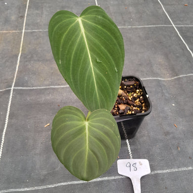 #98 Philodendron Glorious