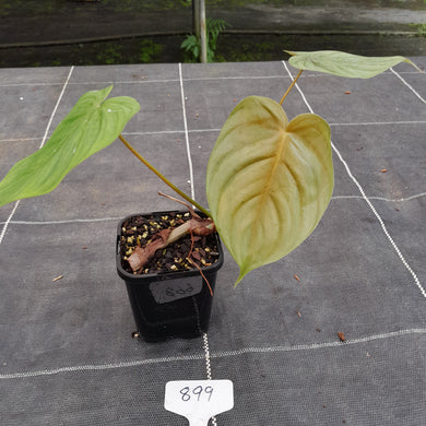 #899 Philodendron Tenue x Plowmanii