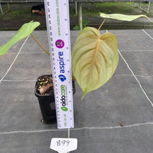 Load image into Gallery viewer, #899 Philodendron Tenue x Plowmanii