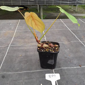#899 Philodendron Tenue x Plowmanii