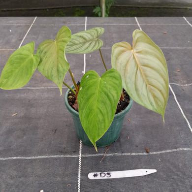 #D5 Philodendron Tenue x Plowmanii