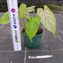 Load image into Gallery viewer, #D5 Philodendron Tenue x Plowmanii