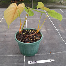 Load image into Gallery viewer, #D5 Philodendron Tenue x Plowmanii