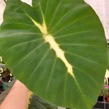 Load image into Gallery viewer, #J6 Colocasia Esculanta - Nancy&#39;s Revenge - BULB