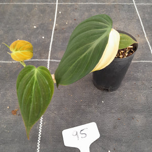 #95 Variegated Philodendron Hederaceum var. Hederaceum (Micans)