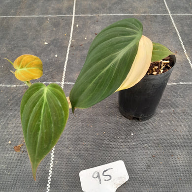 #95 Variegated Philodendron Hederaceum var. Hederaceum (Micans)
