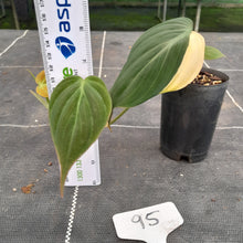 Load image into Gallery viewer, #95 Variegated Philodendron Hederaceum var. Hederaceum (Micans)
