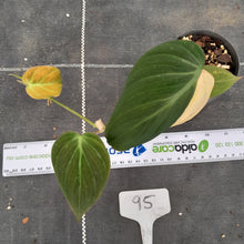Load image into Gallery viewer, #95 Variegated Philodendron Hederaceum var. Hederaceum (Micans)