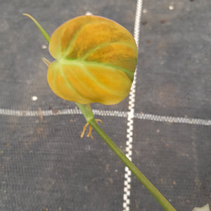 #95 Variegated Philodendron Hederaceum var. Hederaceum (Micans)