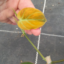 Load image into Gallery viewer, #95 Variegated Philodendron Hederaceum var. Hederaceum (Micans)