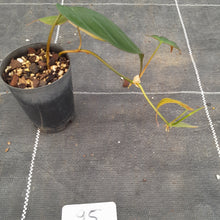 Load image into Gallery viewer, #95 Variegated Philodendron Hederaceum var. Hederaceum (Micans)