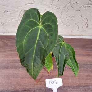 #103 Dark Anthurium NOID