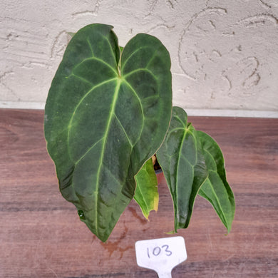 #103 Dark Anthurium NOID