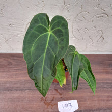 Load image into Gallery viewer, #103 Dark Anthurium NOID