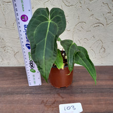 Load image into Gallery viewer, #103 Dark Anthurium NOID