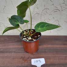 Load image into Gallery viewer, #103 Dark Anthurium NOID