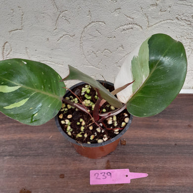 #239 Philodendron White Knight