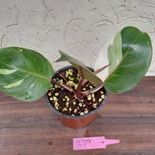 Load image into Gallery viewer, #239 Philodendron White Knight